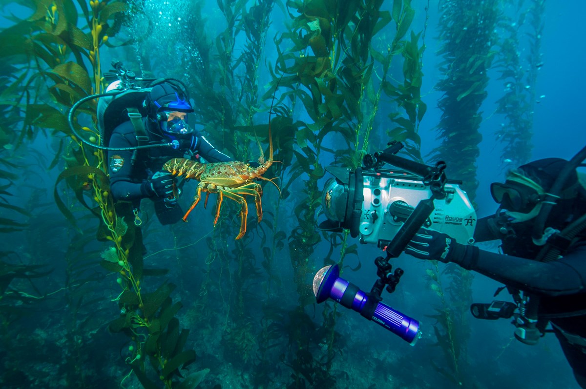 Divers underwater surrounded by large skinny plants.