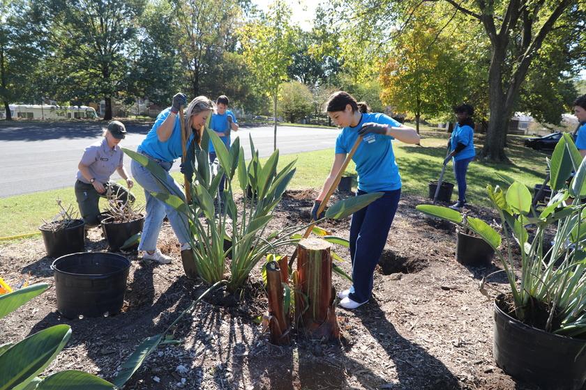 Volunteers in blue t-shirts actively digging in a garden bed on a sunny day.