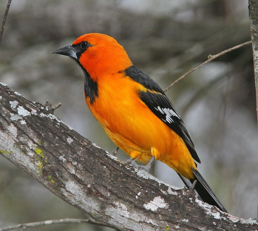 Orange and black bird on tree branch