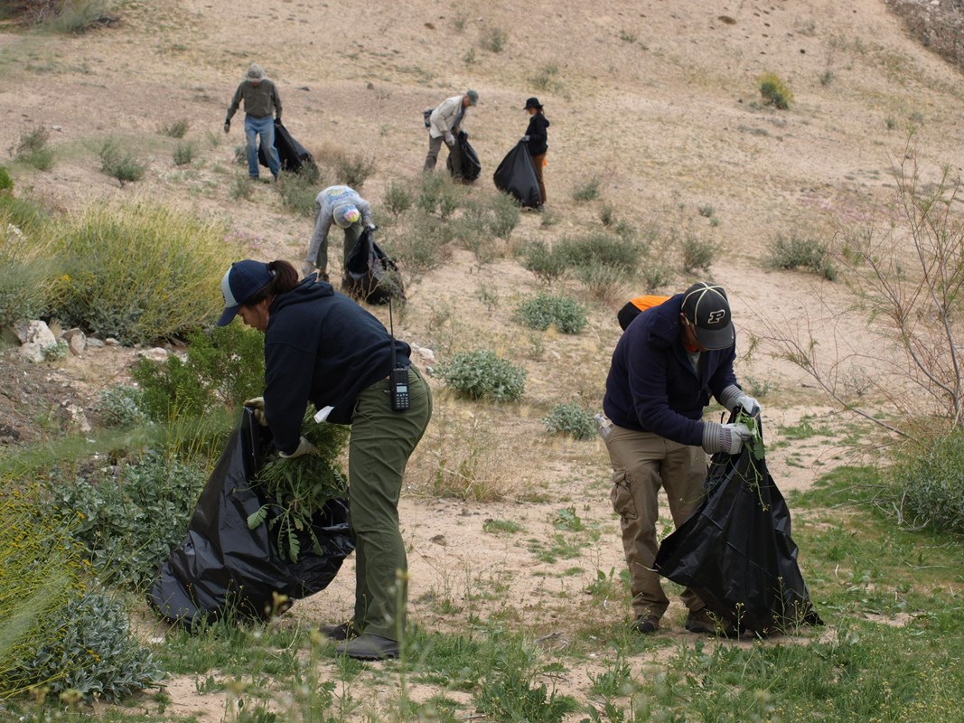 Volunteers on a hillside remove invasive weeds