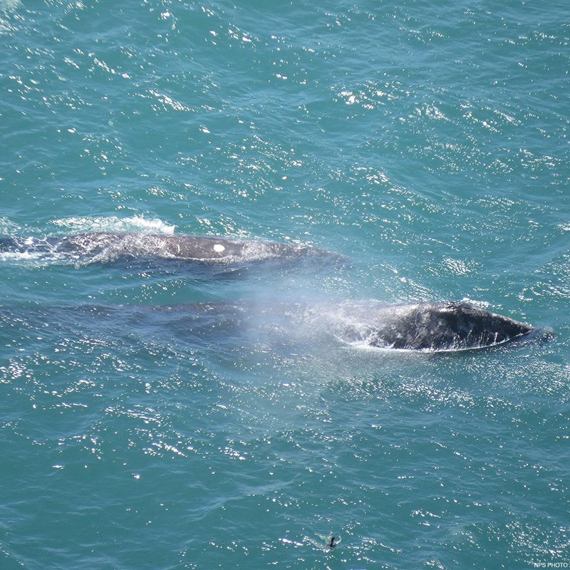 A gray whale and her calf come to the surface of the ocean and exhale.