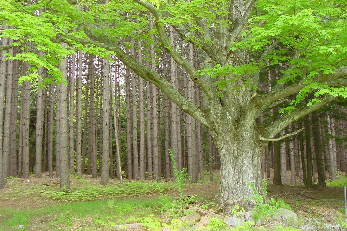 Maple near White Pine Plantation