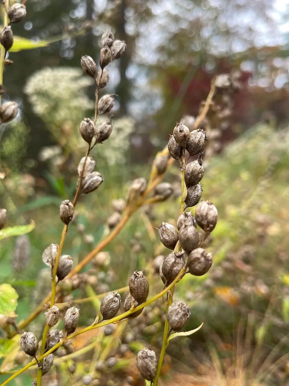 A close-up of dry bulbs on plant stems.