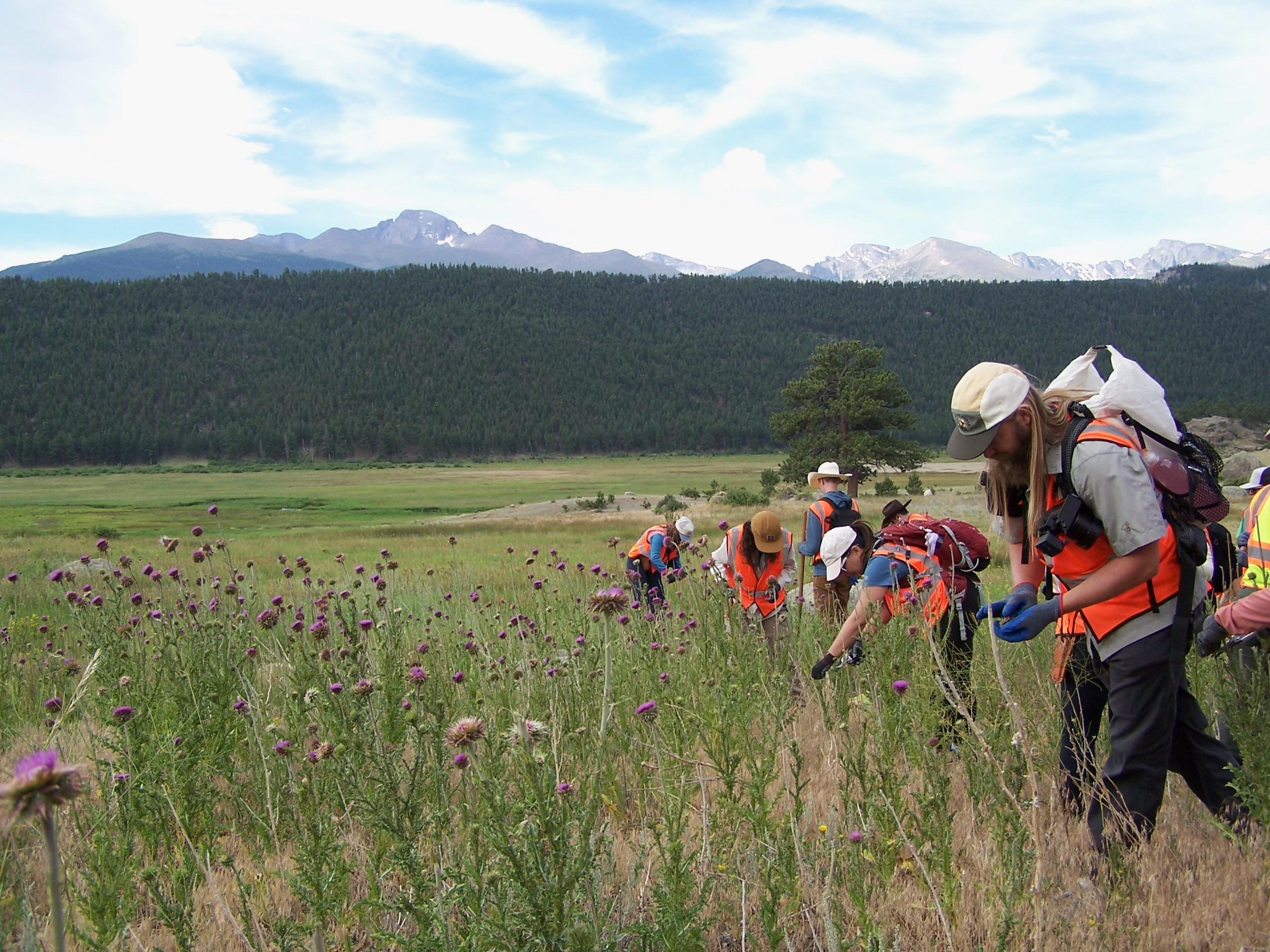 Volunteers are removing invasive plants in a meadow