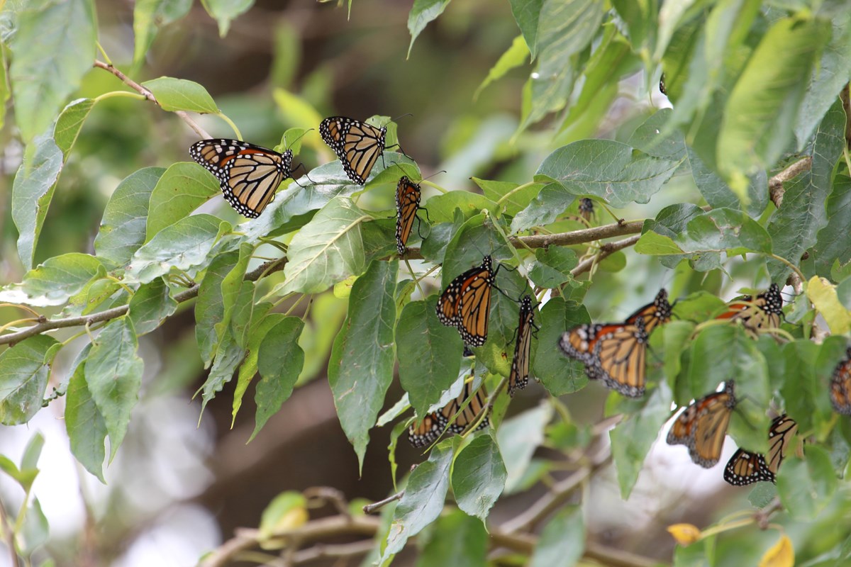 Several butterflies sits on the leaves of a branch.