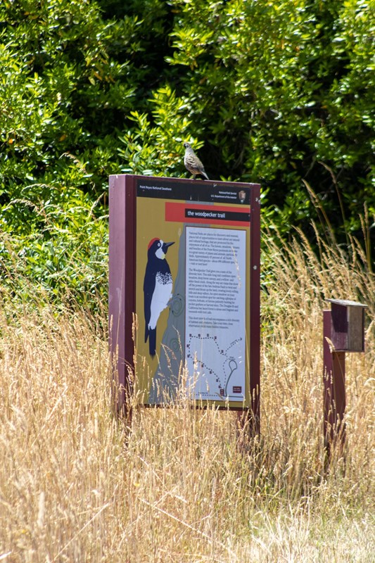 A grey bird sits atop an interpretive sign featuring a woodpecker in a field of tall grass.