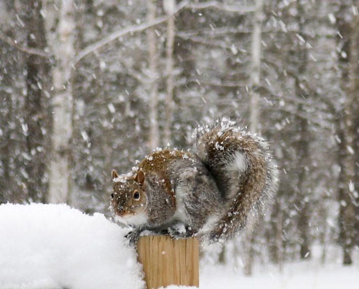 Squirrel on fence post in snow