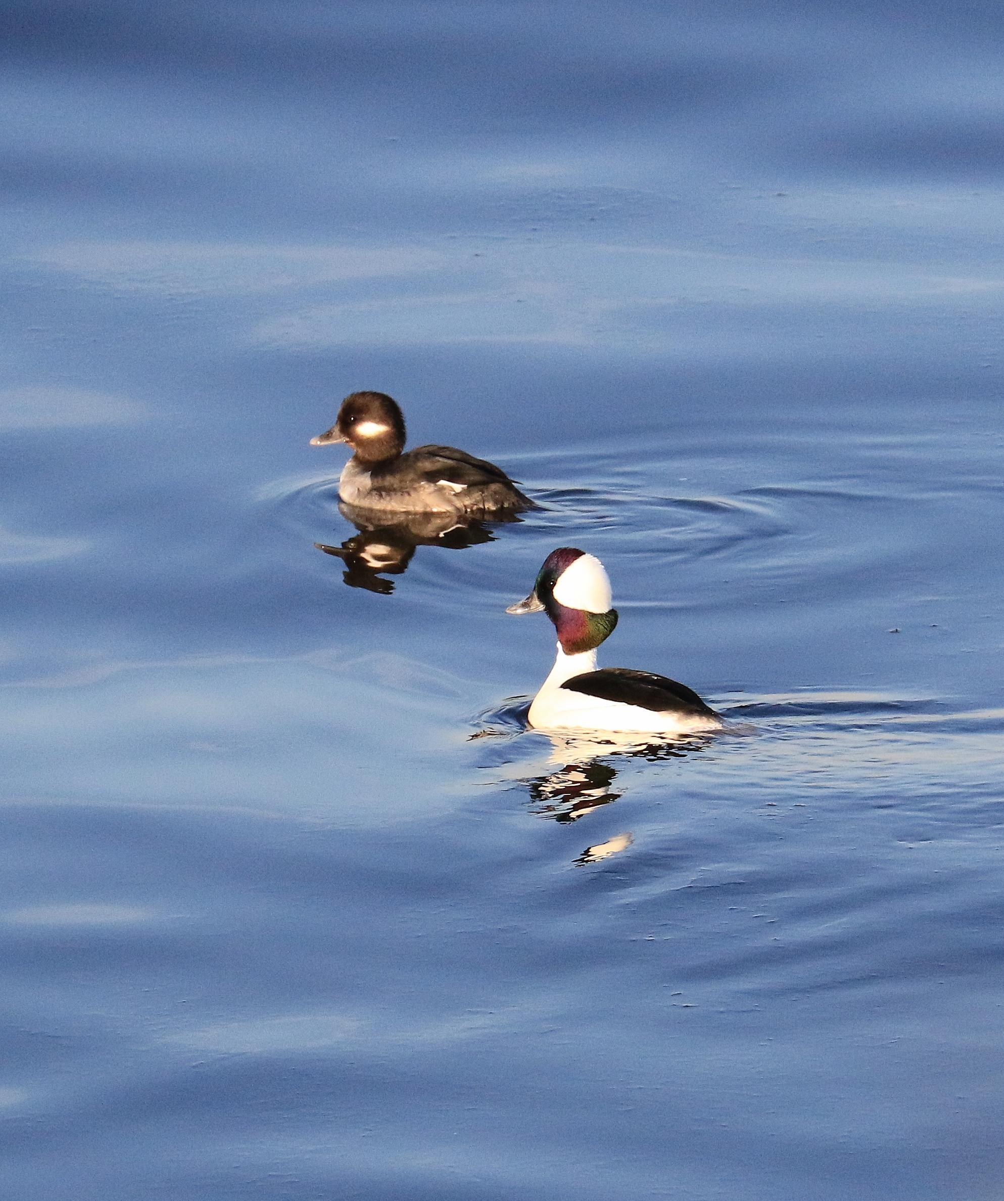 Two ducks swimming in water