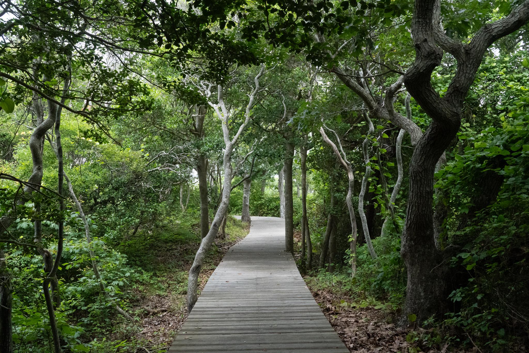 A boardwalk path in a shady forest.