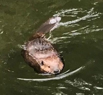 A beaver swims in the river