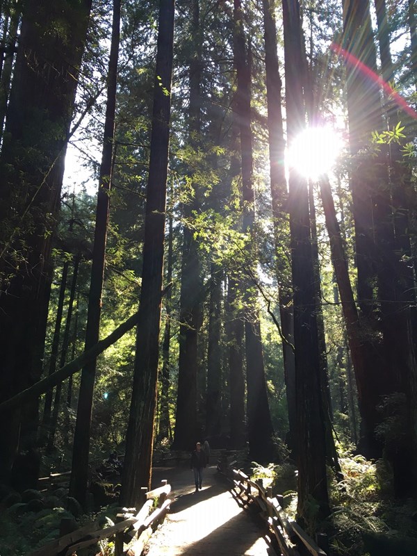 Sun rays filtering through tall redwoods