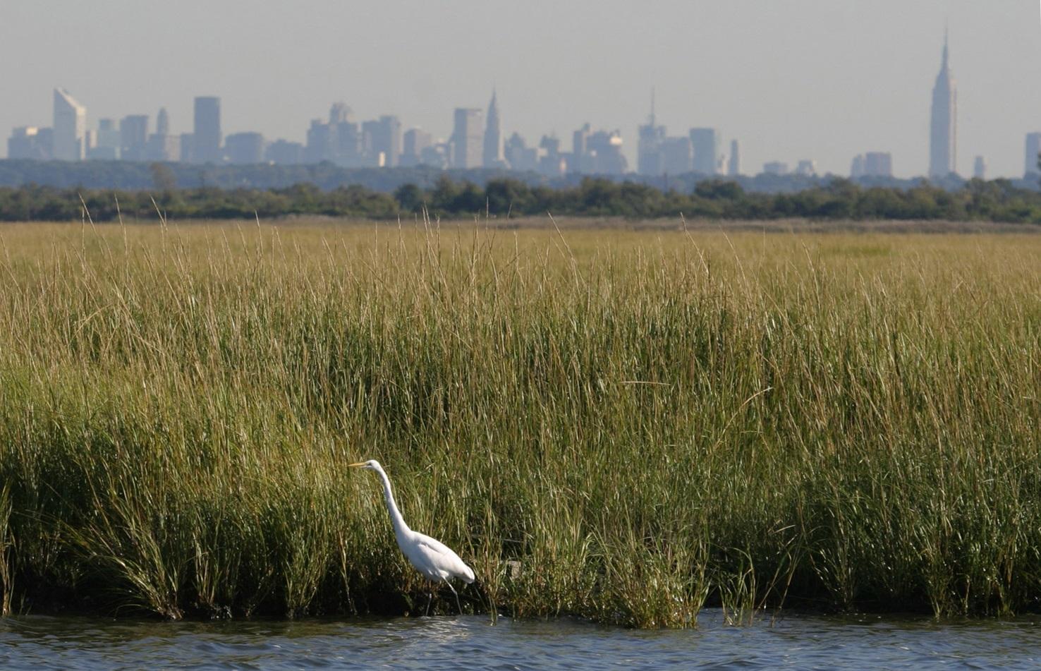 Egret standing in salt marsh with city skyline in back.