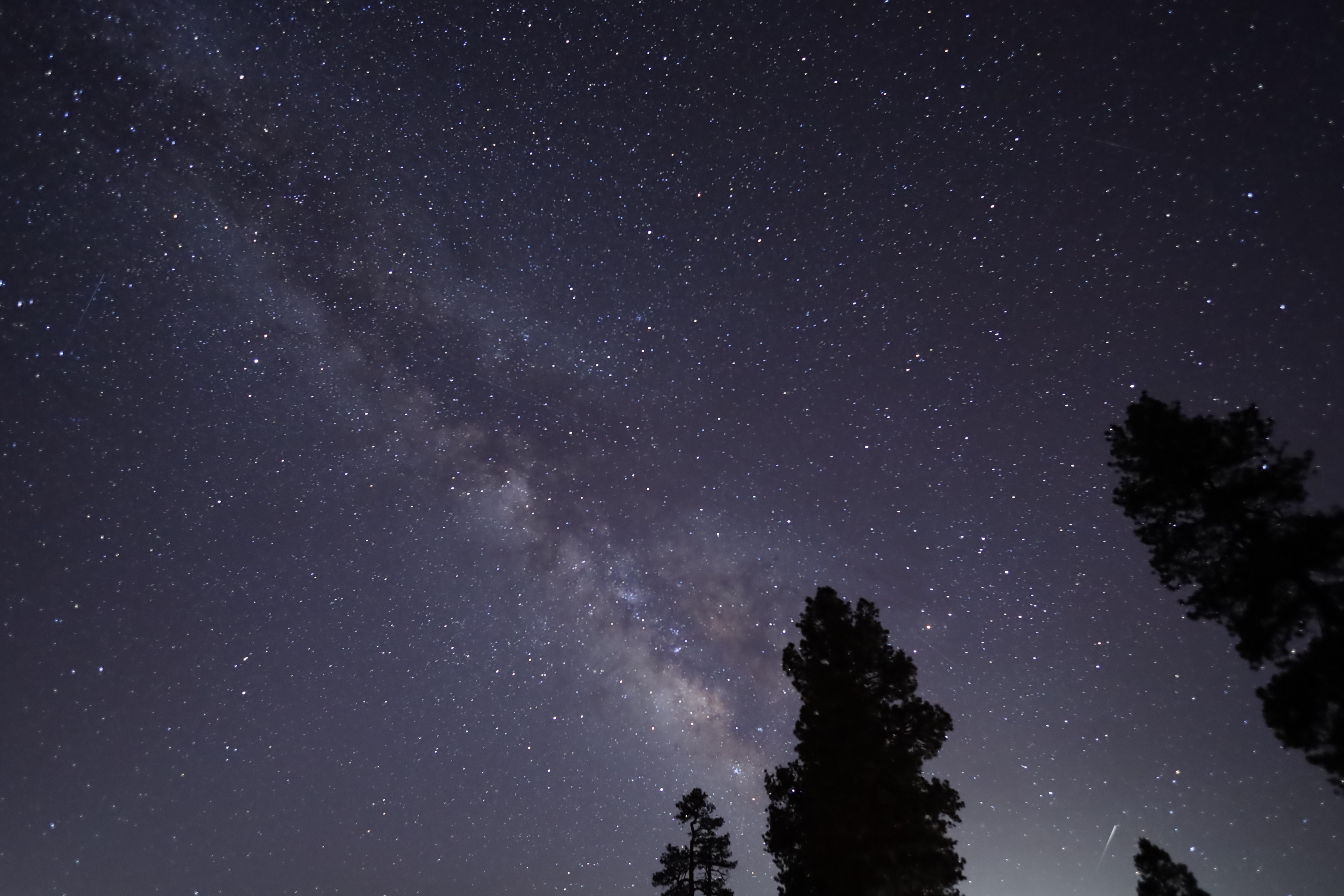 A star-filled night sky with the Milky Way stretching diagonally above the silhouettes of tall trees