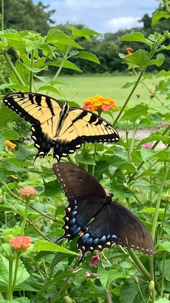 Two Swallowtail butterflies sit amongst the flowers on the Blue Ridge Parkway.