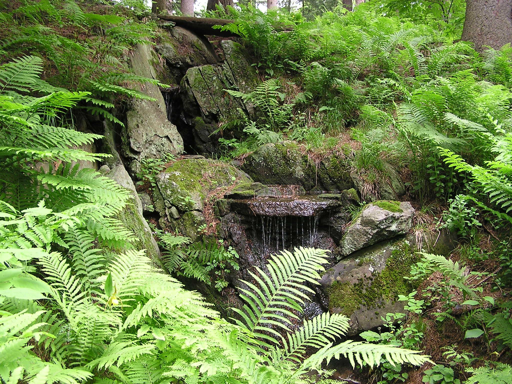 Beneath the Forest Canopy: Secret Garden Tour