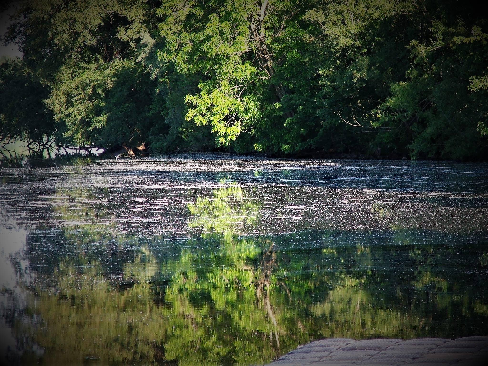 A view of a lazy river through bushy green leaves. Dark water swirls.