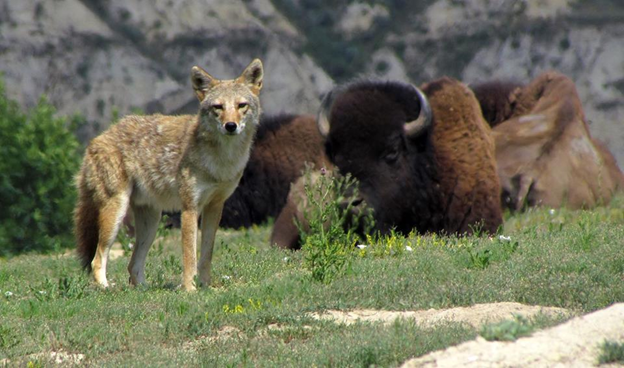 Coyote with bison