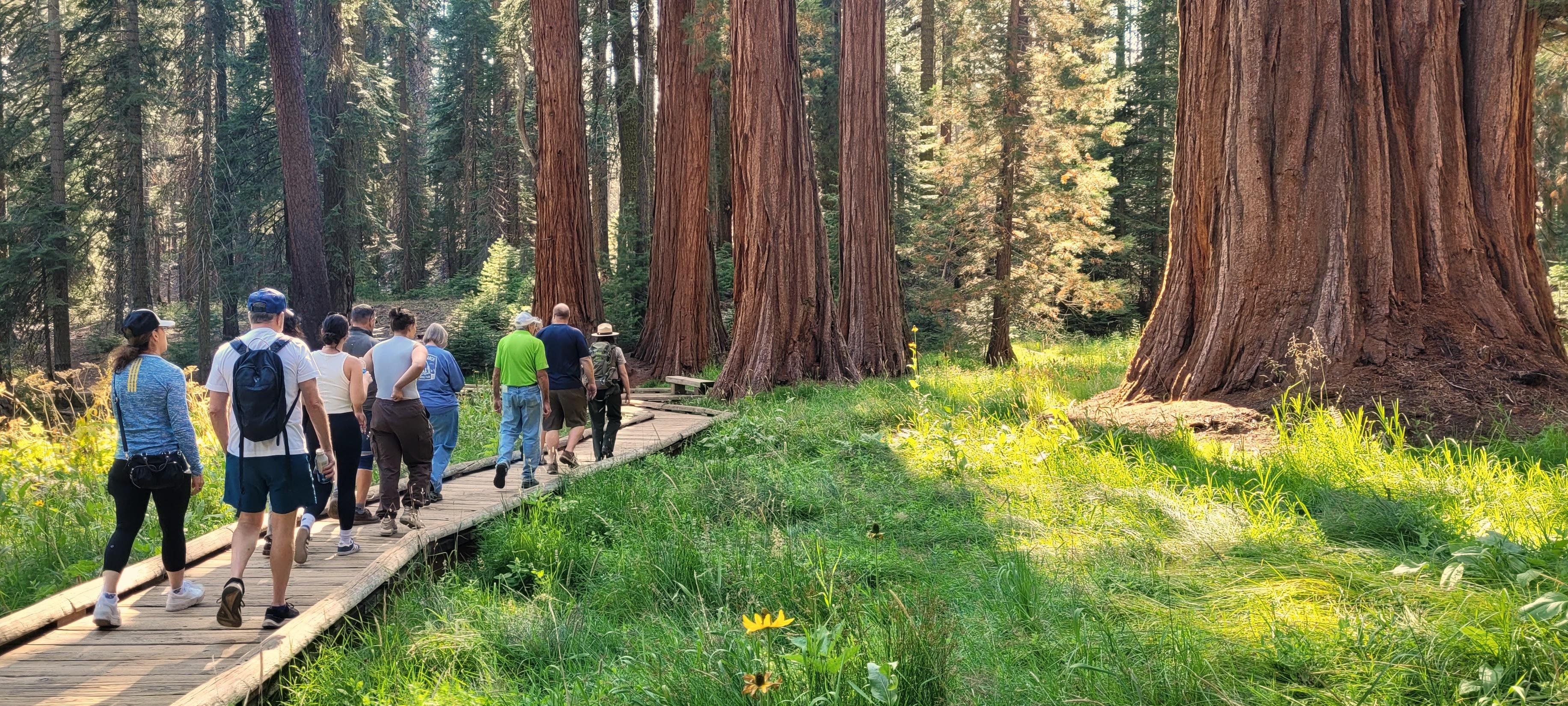 Mountain Meadow Walk (Giant Forest Area)