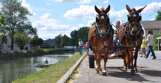 Mules on the Old Erie Canal in Canastota, NY Mules on the Old Erie Canal in Canastota, NY