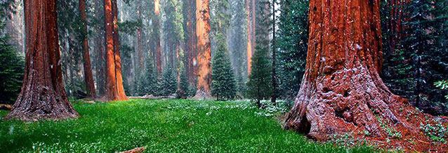 Sequoias dusted with snow around a lush meadow Sequoias dusted with snow around a lush meadow