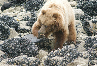 Coastal brown bears are often seen feeding along the shoreline at low tide. Coastal brown bears are often seen feeding along the shoreline at low tide.