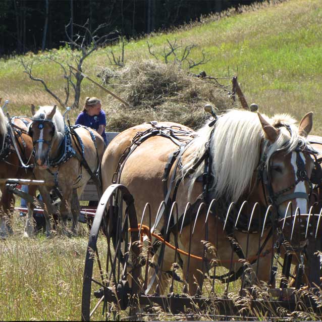 Draft horses take a break. Draft horses take a break.