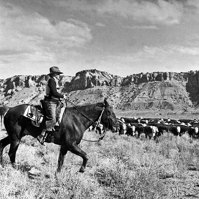 Historic photo of Josie Morris herding cows Historic photo of Josie Morris herding cows