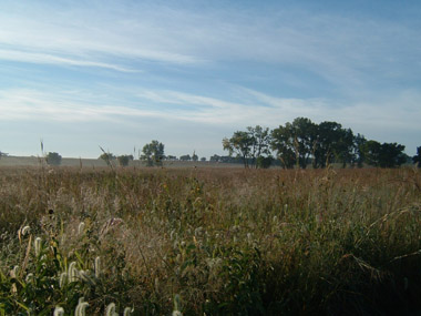 Prairie grass stretches through the prairie to the tree-lined horizon Prairie grass stretches through the prairie to the tree-lined horizon