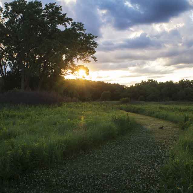 A rabbit sits on a prairie trail at sunset with a woodland in the background. A rabbit sits on a prairie trail at sunset with a woodland in the background.
