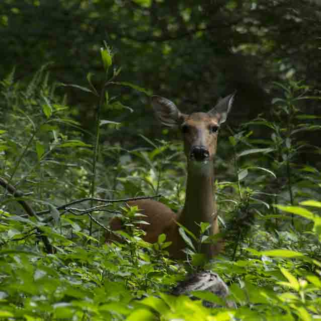A white-tailed deer stands among thick underbrush in a woodland A white-tailed deer stands among thick underbrush in a woodland