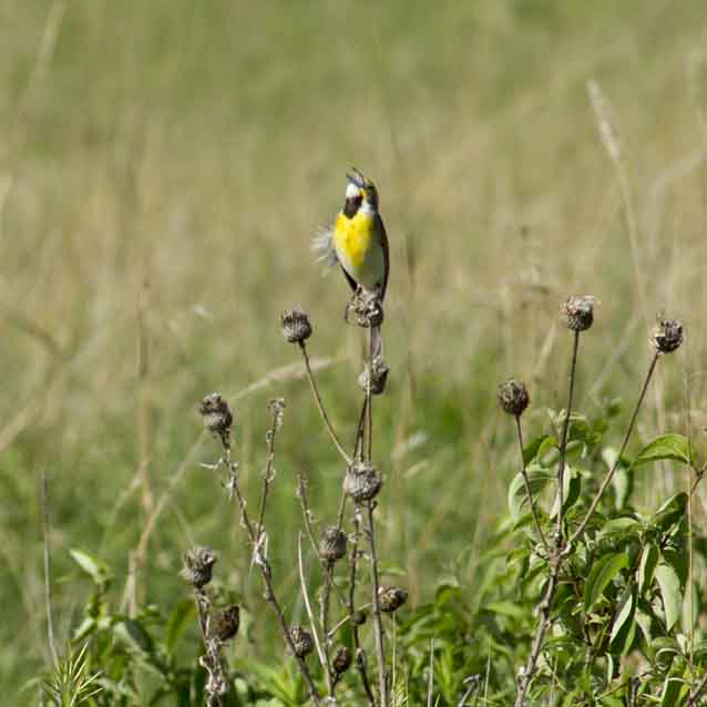 A dickcissel perches and sings among the tallgrass of the prairie. A dickcissel perches and sings among the tallgrass of the prairie.
