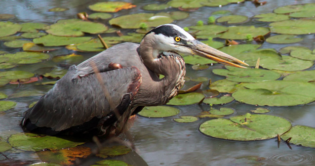 Great Blue Heron wades among lily pads. Great Blue Heron wades among lily pads.