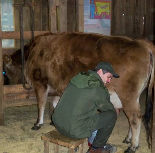 Milking the dairy cow Milking the dairy cow