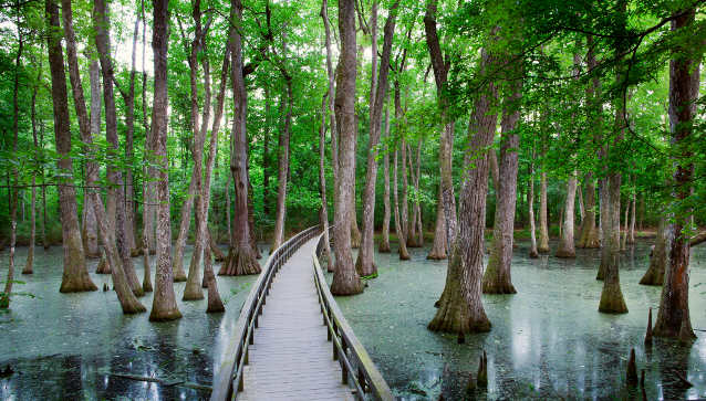 Image result for swamp