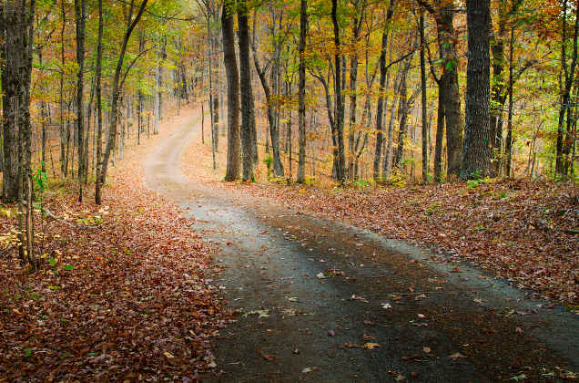 a dirt road winds through the forest a dirt road winds through the forest