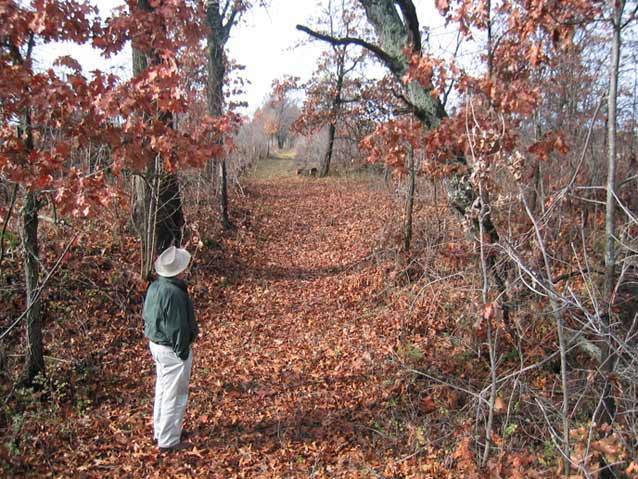 A man looks upon an old trail covered in leaves and lined by small trees A man looks upon an old trail covered in leaves and lined by small trees
