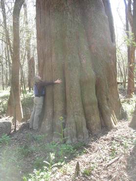 Park staff member hugging a very large cypress tree. Park staff member hugging a very large cypress tree.