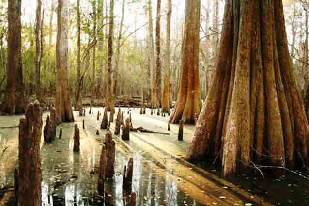 Cypress and tupelo thrive in the floodplain of Congaree National Park Cypress and tupelo thrive in the floodplain of Congaree National Park