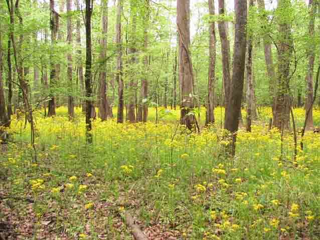 Butterweed blooms canvas the Congaree floodplain with color Butterweed blooms canvas the Congaree floodplain with color