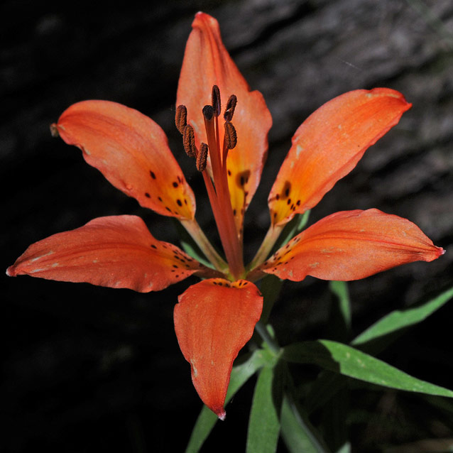 wood lily wood lily