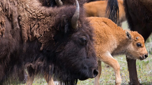 Bison with calf