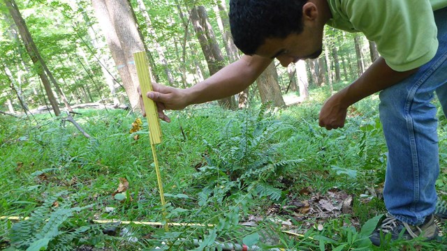 Scientist measures forest vegetation