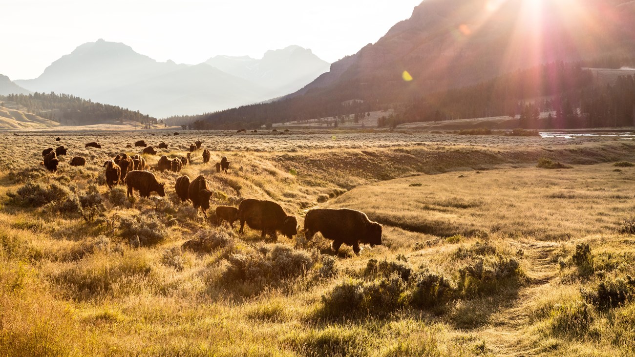 Bison group move at sunrise through Lamar Valley in Yellowstone NP