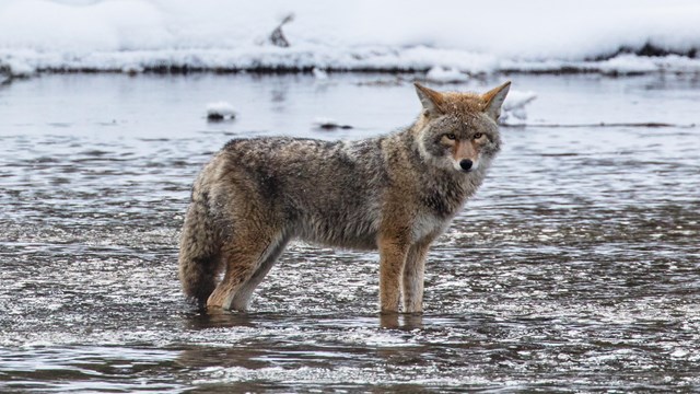 Coyote in Glacier National Park