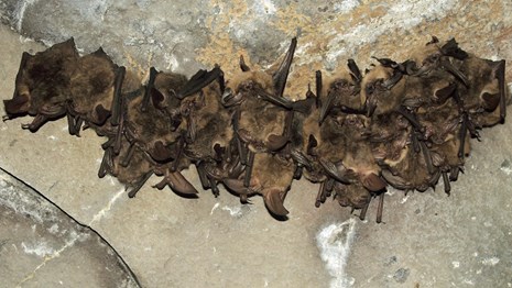 Small brown bats clustered together upside down