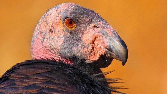 The bald, pink head and feathered shoulders of a California condor