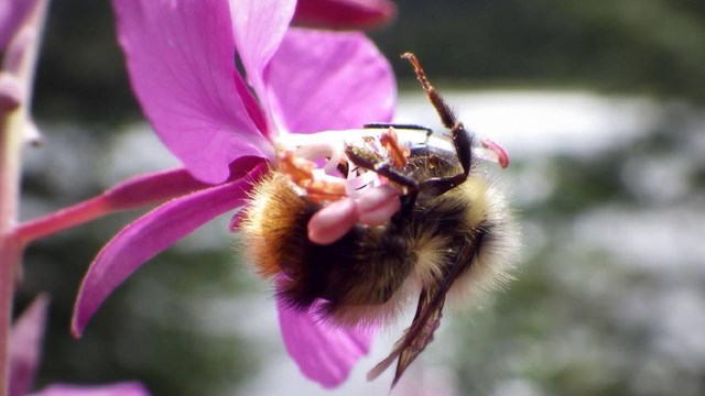 A fuzzy yellow bee on a bright pink flower