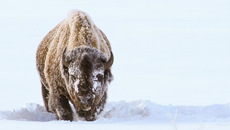 A snow-covered bison stands in white snow