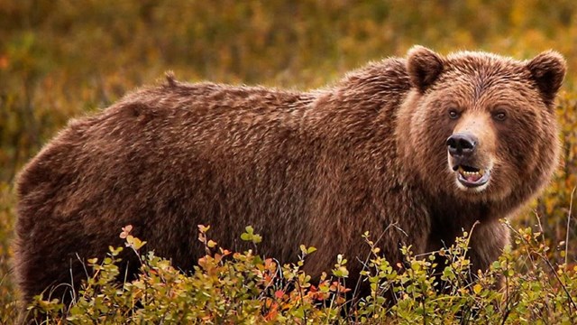 A grizzly bear stands amid fall foliage