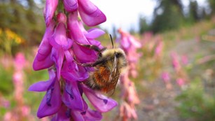 A fuzzy yellow bee on a bright pink flower